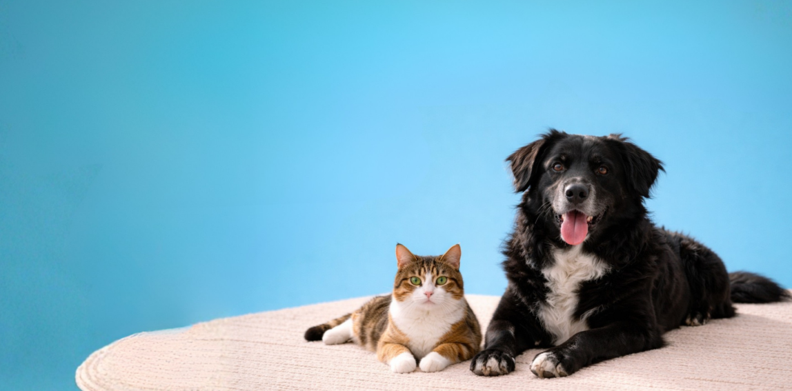 355e92fe632d97e5d52ae621165de96aab0380ea